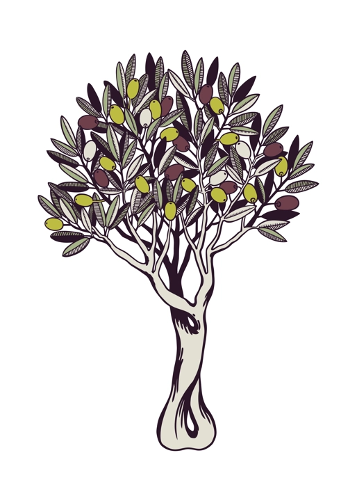 Olive tree vector illustration. With decorative twigs with leaves and olive fruit in color. Natural olive oil ingredient in engraved style. Healthy food plant isolated on white background